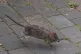 A rat