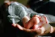 A baby  [Pic: Omar Lopez / Creative Commons]