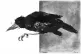 the birds