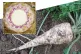 Hamburg parsley and cross section /  Pics (l to R): MarkusHagenlocher/CC; Amada44/CC