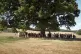 Benyon tree / Pic: MetFilm