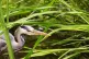 A heron hunts on the pond in Dublin's botanical gardens on the first day of the Meteorological summer, June 1, 2025