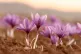 Crocus flowers