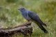A cuckoo