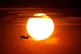 A jet takes flight from Sky Harbor International Airport as 