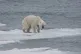 A starving polar bear