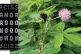 INSPIRATION: Ti Marie, Mimosa pudica (shy) also called sensi