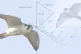 The researchers noticed that there were two clear groups of 